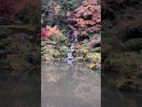 Japanese Garden Washington park