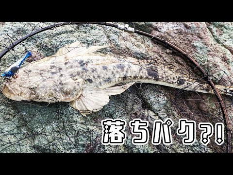 投げて巻いてで釣れないので投げて着底させたら落ちパクで釣れた！