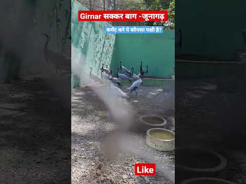 सक्कर बाग Zoo। Junagadh | Girnar sakkar baug zoo