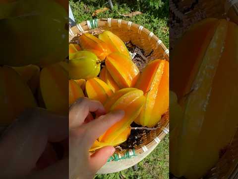 Join us on today’s star fruit harvesting adventure! ✨⭐️ #harvest #garden #starfruits