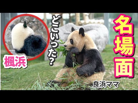 【アイドルパンダ楓浜】赤ちゃん🐼の態度がデカすぎる！？🐼大物感あふれるシーンにキュン♡