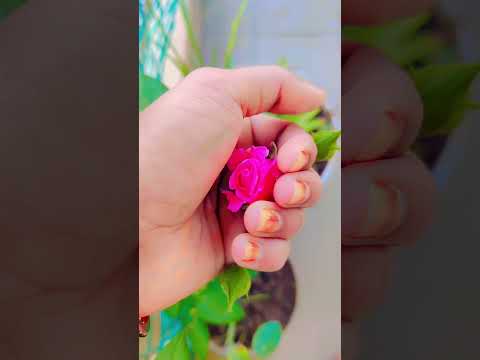 Naa chinna #happiness #rose #tree #love #smallgardens #beautiful #day #withme #smallhappiness #roses