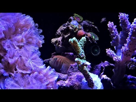 Easy Inexpensive Reef Tank PT2 Fish and Coral