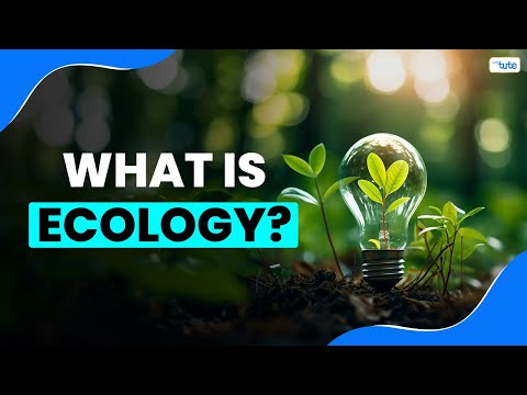 What is Ecology? | Letstute