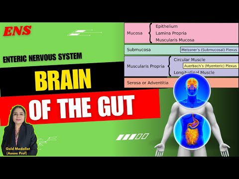 Enteric Nervous System - ENS (Brain of Gut) by Dr. Nikita