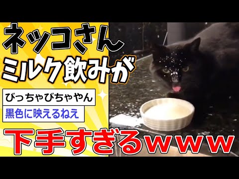 【2ch動物スレ】飲み方が間抜けすぎる猫さん、見つかるｗｗｗ #2ch面白いスレ #2ch動物スレ