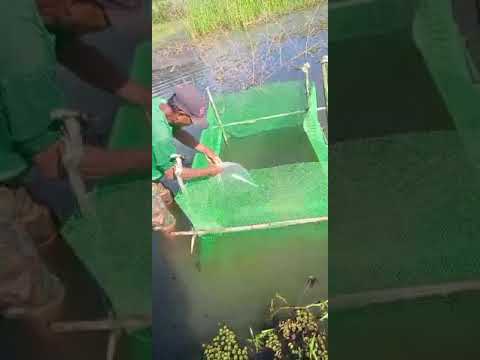 Releasing tilapia #shortviral #fishpond