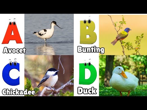 Birds ABC Song | Birds Alphabet Song | Learn English Alphabet Letters | Phonics for Kids