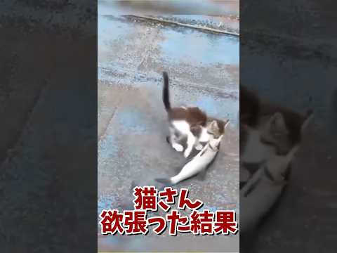 ネッコの動画で笑ったら寝ろｗｗｗ　#2ch #2ch動物スレ #2ch面白いスレ #動物 #犬 #猫 #癒やし #ねこ