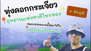 Krachiao flower field Sai Thong National Park It's only once a year. Can't come anymore | Vlog