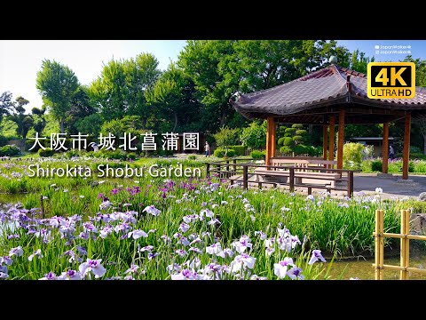 4K JAPAN【城北菖蒲園】大阪13,000株の花菖蒲園✨✨2024.6.12 #花菖蒲 #開花状況 #osaka #城北菖蒲園 #紫陽花