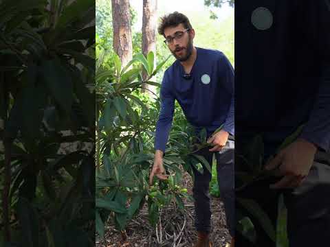 Christmas Might Be My Favorite Variety Loquat