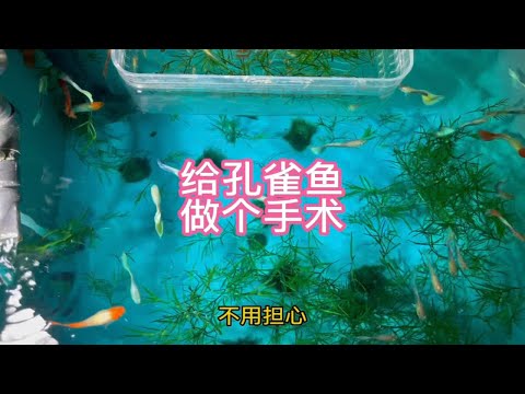 给鱼做个手术