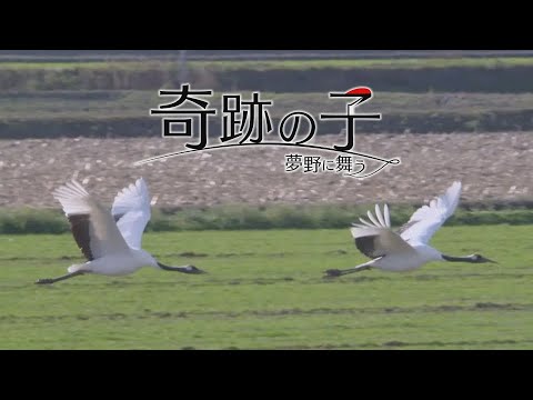 上白石萌音さんが紡ぐ感動の実話「奇跡の子 夢野に舞う」2024年1月公開～人の知恵と都合と愛とエゴが解け合って“希望”が生まれた～最後、あなたならどちらを選ぶ？