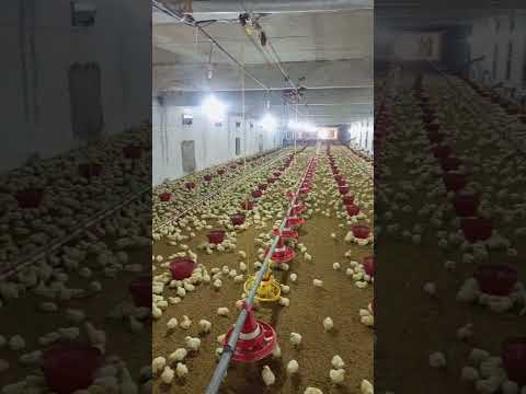 poultry farm #babyshorts #broilerchicks #farming #birdslover #poultryfarm #chicken