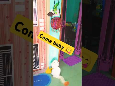 Come baby come close 😋 #trending #cat&parrot #foryou #trending #viralvideo #shorts