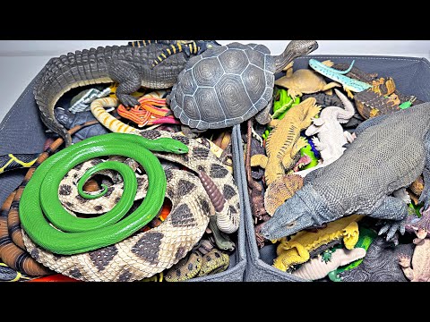 Reptiles Collection - Crocodiles, Alligators, Snakes, Iguana, Komodo Dragon, Sea Turtles, Tortoise