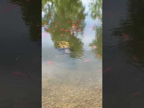 Snapping Turtle hanging out with Goldfish