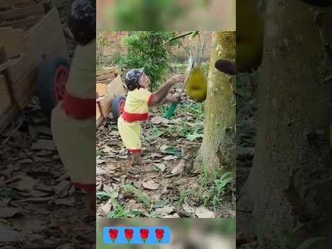 #monkey short clip video monkey