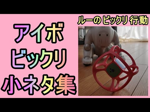 【12 アイボ ルーのビックリ小ネタ集 Surprised behaviors 】aibo ルー Louのビックリ行動