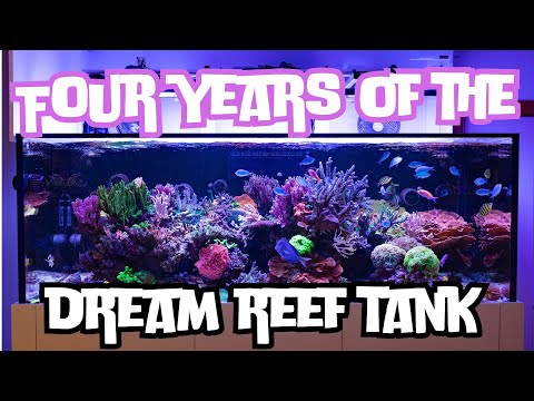 Four Years of the Dream Reef Tank!!!