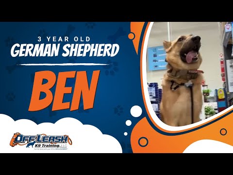 3 Y/O German Shepherd (Ben) | Best Dog Trainers in Northern VA