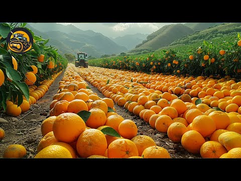 How To Grow The Sweat And Healthy Orange - Agriculture with Grand Machine