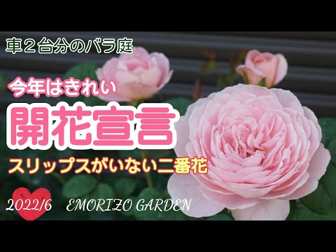 【二番花】スリップスに負けない🌹綺麗な花【車２台分のバラ庭】