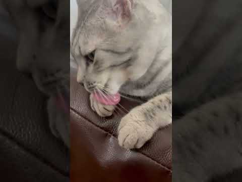 Odin the Egyptian Mau doing tricks and getting some love #animal #cat #projectodin #catcute #cute