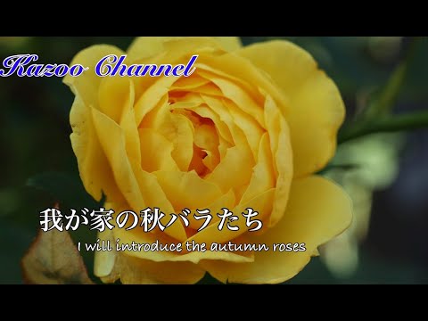 2021秋バラ10月中旬#秋薔薇＃バラ＃Rose