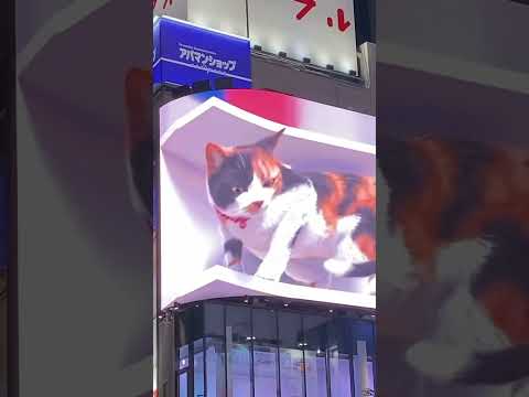 giant cat on a 3D billboard in Shinjuku spoke !? #japan #tokyo #shinjuku #3d #cat #shorts