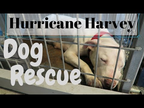 RESCUING DOGS from HURRICANE HARVEY | Dog Rescue