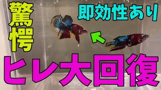 【ヒレ回復】あなたのベタ救います【SUMA・アクアリウム】