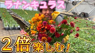 ２倍楽しむラナンキュラス【ラナンキュラスラックス】【ランドセルシリーズ】【園芸のぶチャンネル】