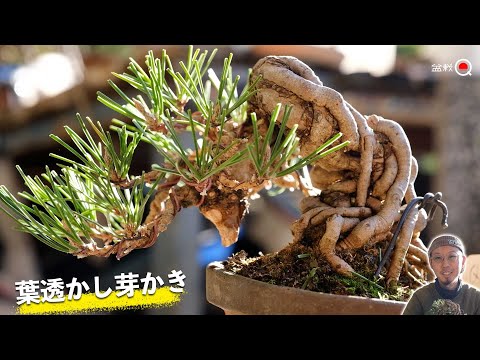 Kuromatsu's "leaf opener" and "bud plowing". Korean black pine [Bonsai Q]