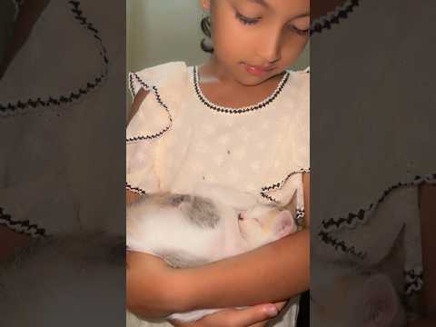 #cat #shortvideo #catshorts #shortvideo