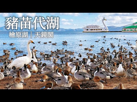 Lake Inawashiro｜So Many ducks and swans！｜Japan Fukushima