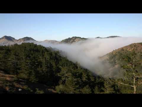 UC SANTA BARBARA -- Pine forest microbes need 'fog drip' to thrive