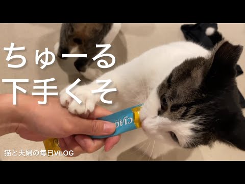 猫と夫婦の毎日VLOG#457 ちゅーるたべるの下手くそチーム