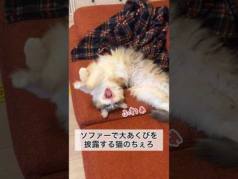 ソファーでくつろぎすぎて大あくびをする猫のちぇろ #shorts #cat