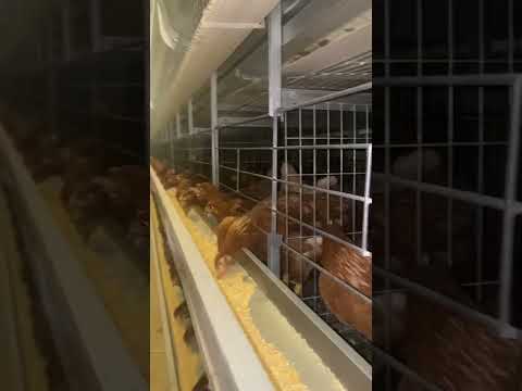 50000 layers batter cage farm was installed well. #factory#layercage#poultryfarming