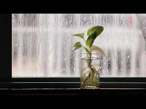 Plant by Rainy Window | Copyright Free Video Footage