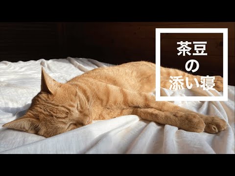 猫が添い寝してくれる動画,猫が看病してくれる動画,猫の添い寝,熱が出て寝込むと添い寝してくれる猫,看病猫,看病してくれる猫,茶トラ男子猫,山中湖村の森に移住,地方移住,森猫,no79@bokuchamame