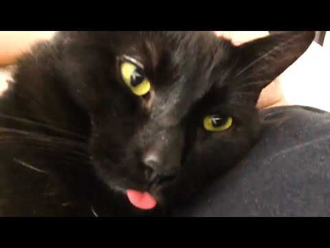 The Hoffinator's First Video (MEEEEOOOWWW)