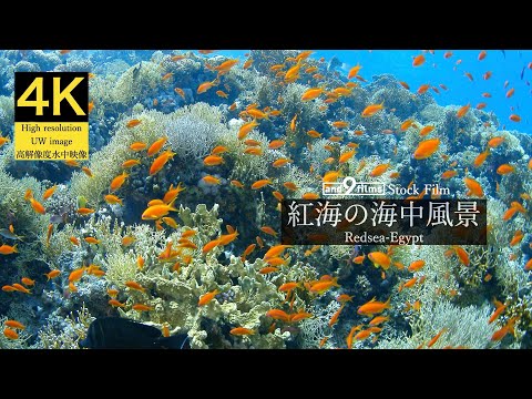 【4K 水中映像】紅海の海中風景 / Underwater scenery / Redsea-Egypt