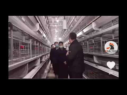 500 000 egg chickens (layer) farm from Poul Tech Machinery in China.