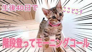 ベンガル子猫リン！初階段登りでモーニングが可愛い過ぎる！