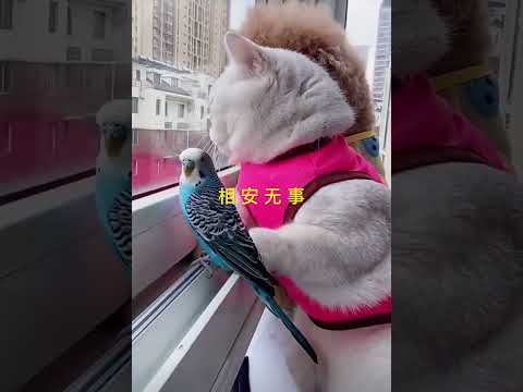 相安无事#猫 #动物世界