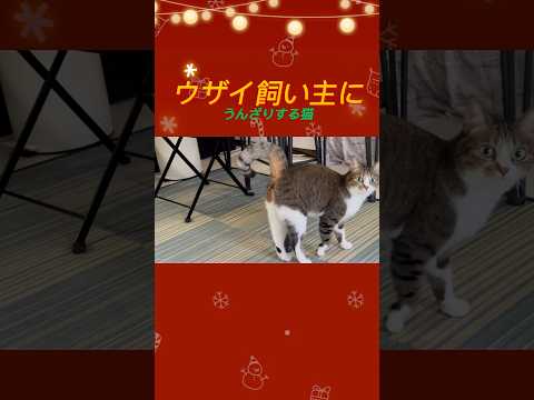 【ウザイ飼い主にうんざりする猫】 #保護猫 #保護 #猫 #里親 #ネコ #猫のいる暮らし #キジしろ #飼い主#shorts