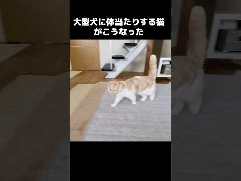 大型犬に体当たりした猫はこうなります...笑#shots